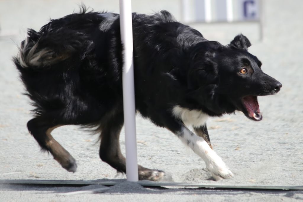 des Crocs de Provence - Concours d'agility de Fréjus