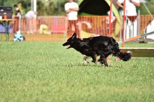 des Crocs de Provence - Concours d'agility d'Avignon