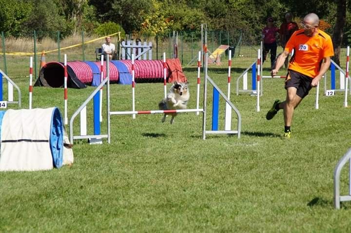 des Crocs de Provence - Concours d'agility de Saint Martin de Crau