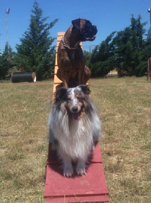 des Crocs de Provence - Entrainement d'agility pour Mellow