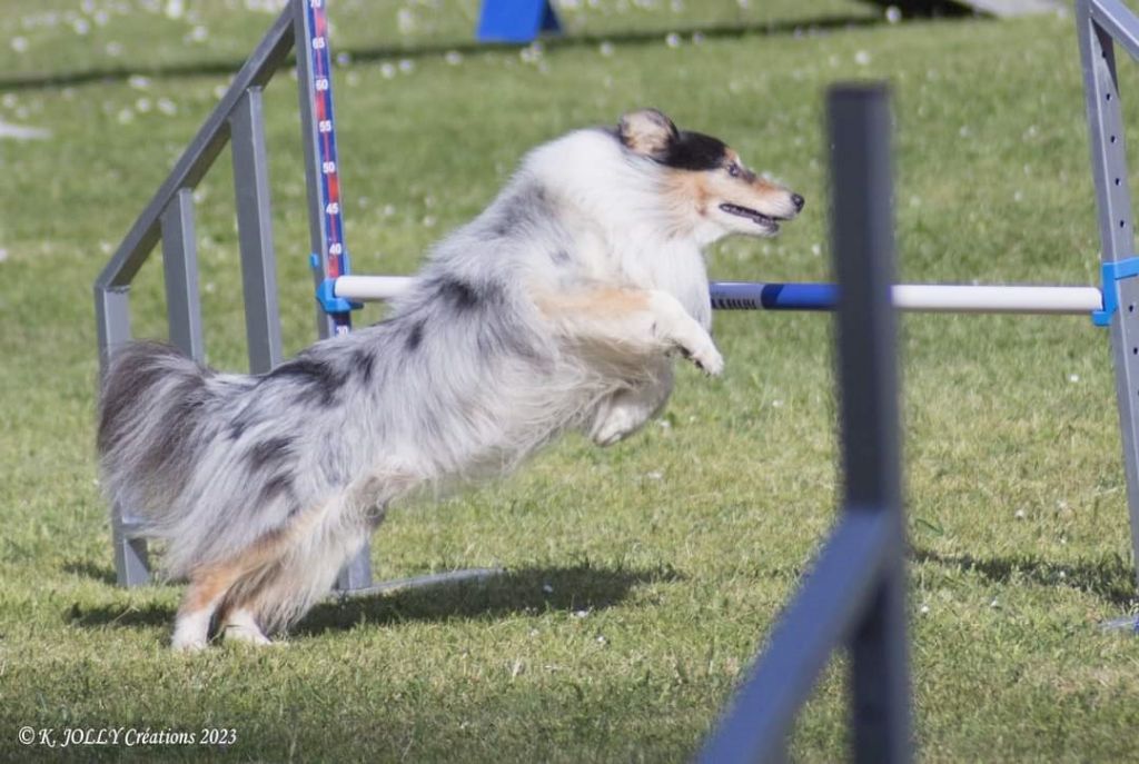 des Crocs de Provence - Légolas au championnat de france d'agility des Bergers des Shetland