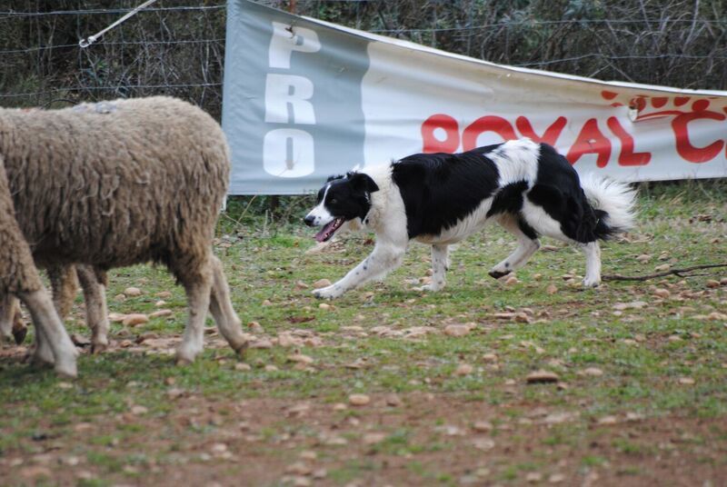 des Crocs de Provence - Stage troupeau pour Ippon