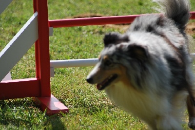 des Crocs de Provence - Concours d'agility d'Aix en Provence