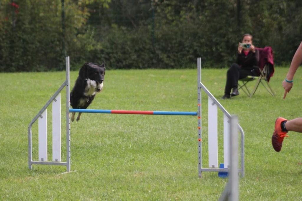 des Crocs de Provence - Concours d'agility de Martigues