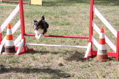 des Crocs de Provence - Concours d'agility de Briançon