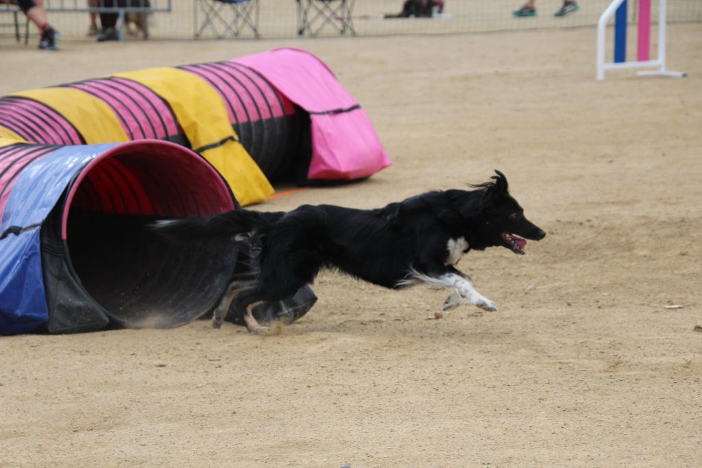 des Crocs de Provence - Concours d'agility de Levignac