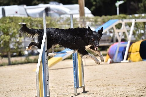 des Crocs de Provence - Concours d'agility de Froncles