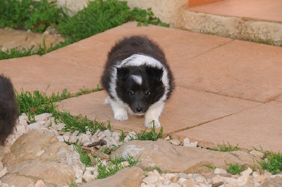 des Crocs de Provence - Les chiots ont 6 semaines