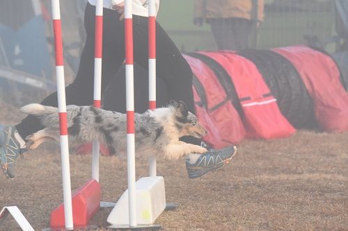 des Crocs de Provence - Concours d'agility des Cadéous