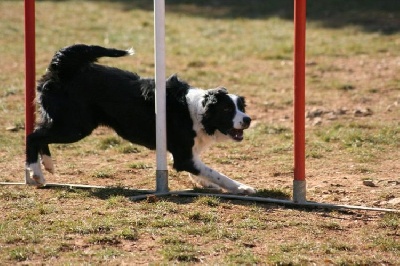 des Crocs de Provence - Concours d'agility de Miramas