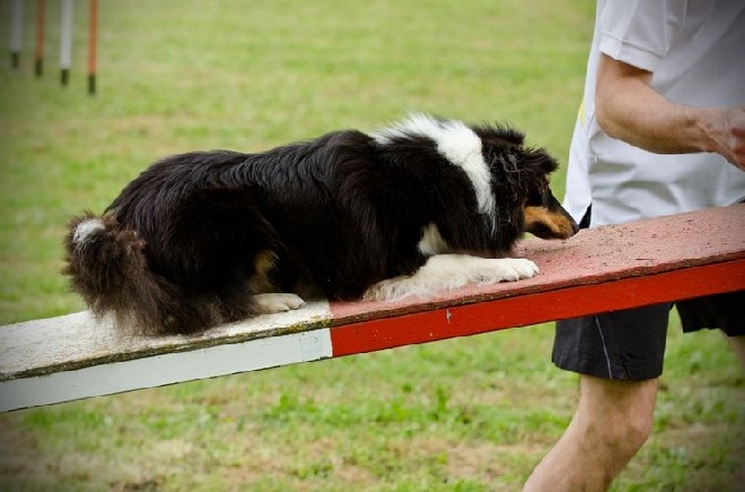 des Crocs de Provence - Concours d'agility de Briançon