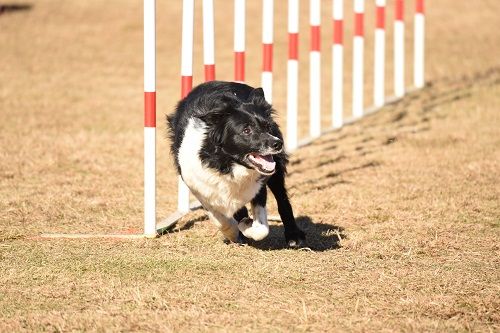 des Crocs de Provence - Concours d'agility de Cannes