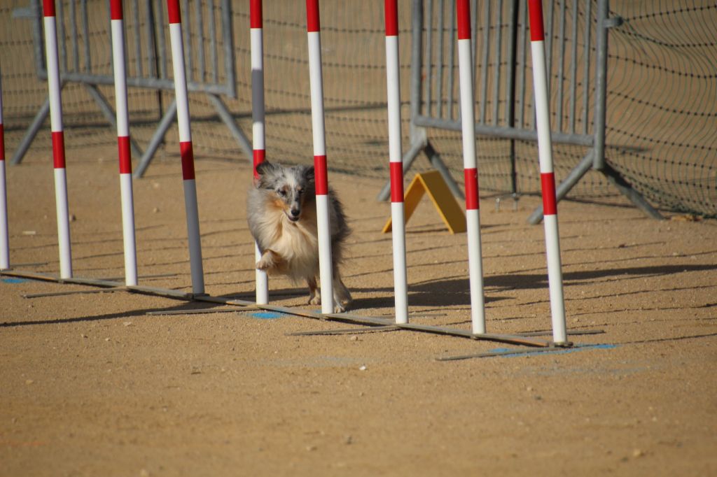 des Crocs de Provence - Concours d'agility de Roquebrune Cap Martin