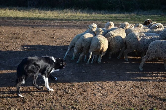 des Crocs de Provence - Stage troupeau pour Fada