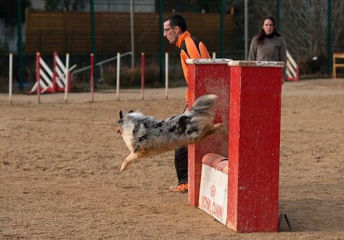 des Crocs de Provence - Concours d'agility de Mouriès