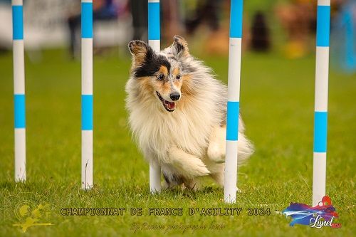 des Crocs de Provence - Légolas au Championnat de France d'agility 2024