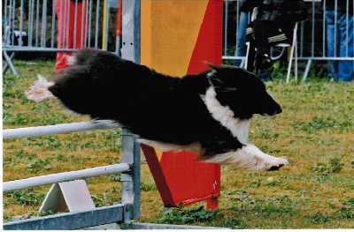 des Crocs de Provence - Concours d'agility du Chaffaut