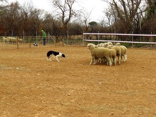 des Crocs de Provence - Stages troupeau pour Zia