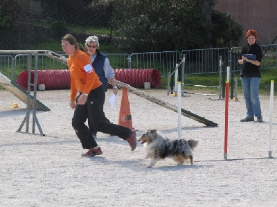 des Crocs de Provence - Concours d'agility du G.A.D.