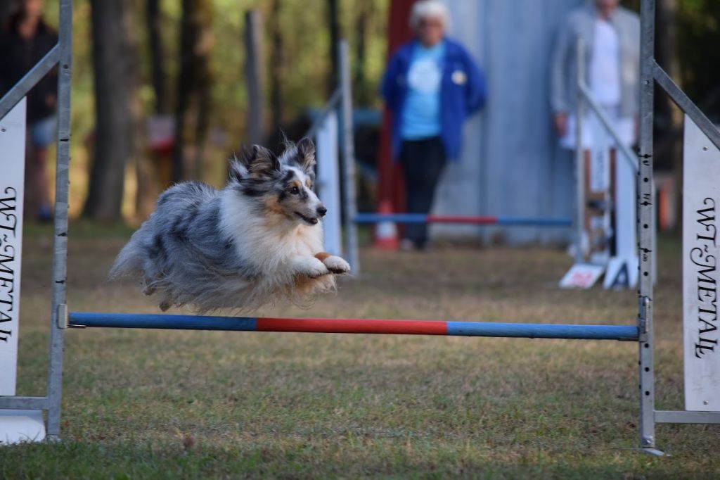 des Crocs de Provence - Concours d'agility de Serrières en Chautagne