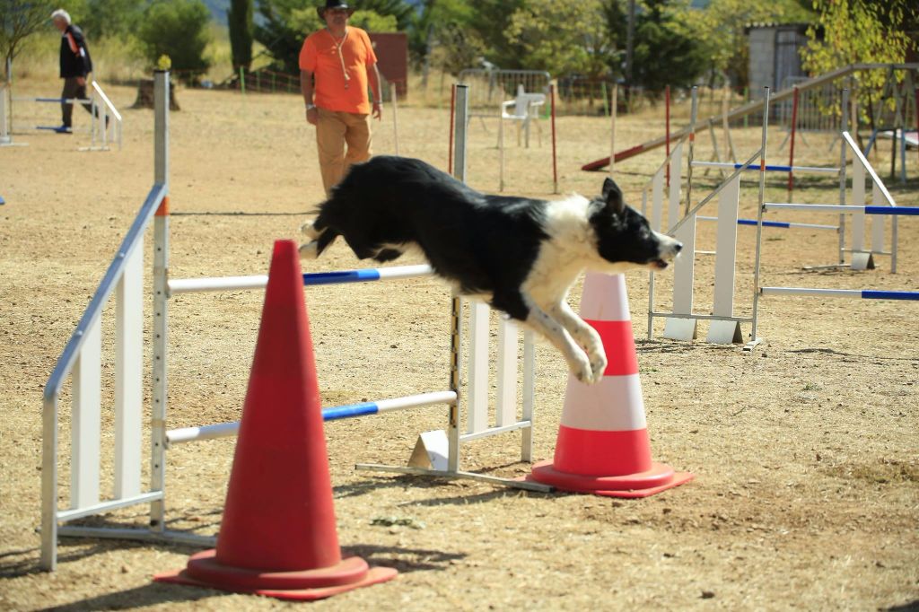 des Crocs de Provence - Concours d'agility de Saint Martin de Crau