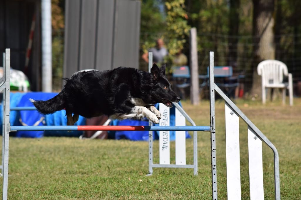 des Crocs de Provence - Concours d'agility de Saint Genix