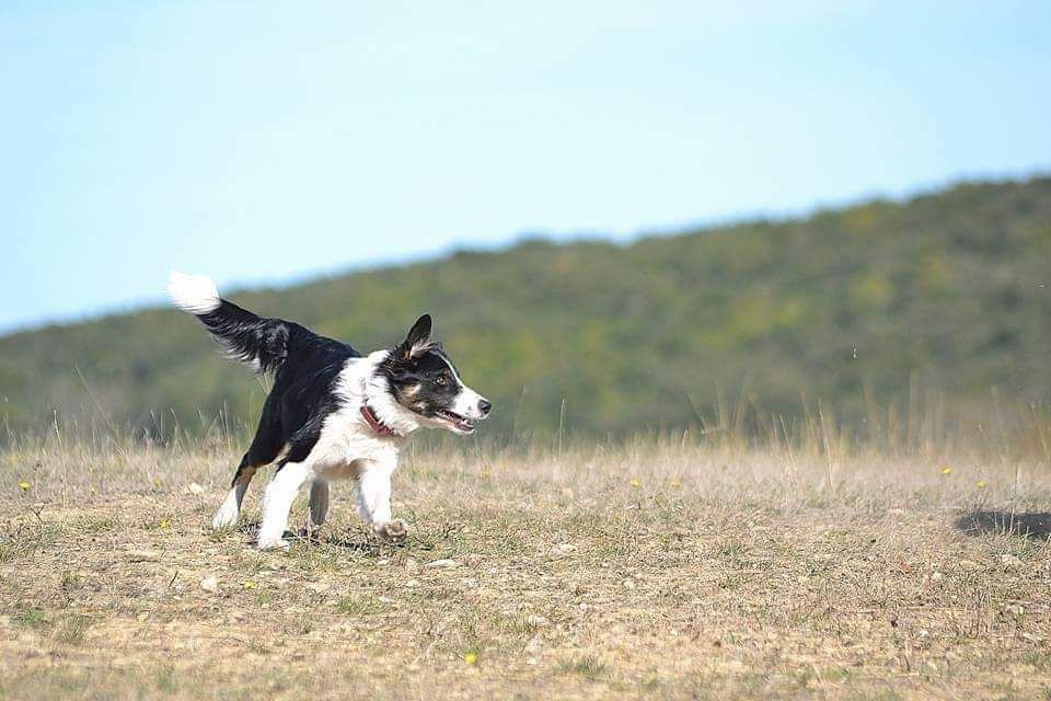 des Crocs de Provence - Brevet d'agility pour N'Louve