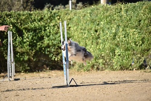 des Crocs de Provence - Concours d'agility de Froncles