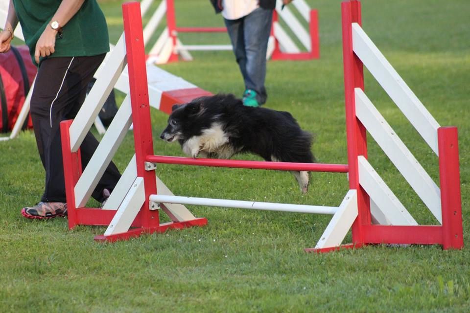 des Crocs de Provence - Concours d'agility de Miramas