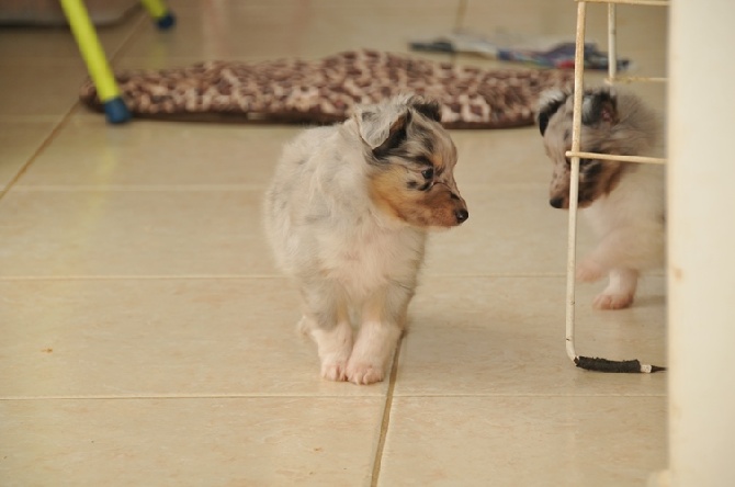 des Crocs de Provence - Les chiots ont 5 semaines