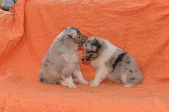 des Crocs de Provence - Les chiots ont 6 semaines