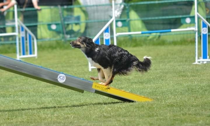 des Crocs de Provence - Concours d'agility du SCCE