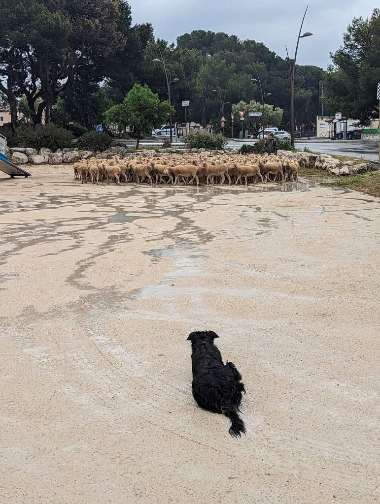 des Crocs de Provence - Des nouvelles d'Occitanie