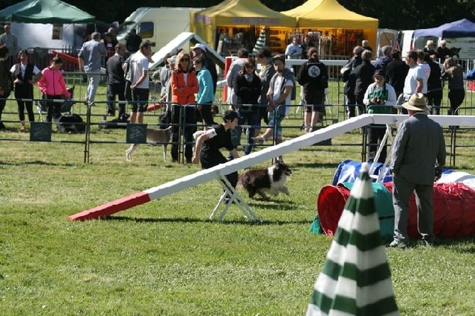 des Crocs de Provence - Victoria qualifiée pour la Finale du Grand Prix de France d'agility