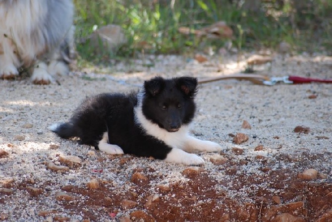 des Crocs de Provence - Concours d'agility de Martigues