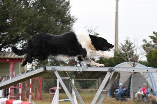 des Crocs de Provence - Juji Gatamé au concours d'agility des Cadéou