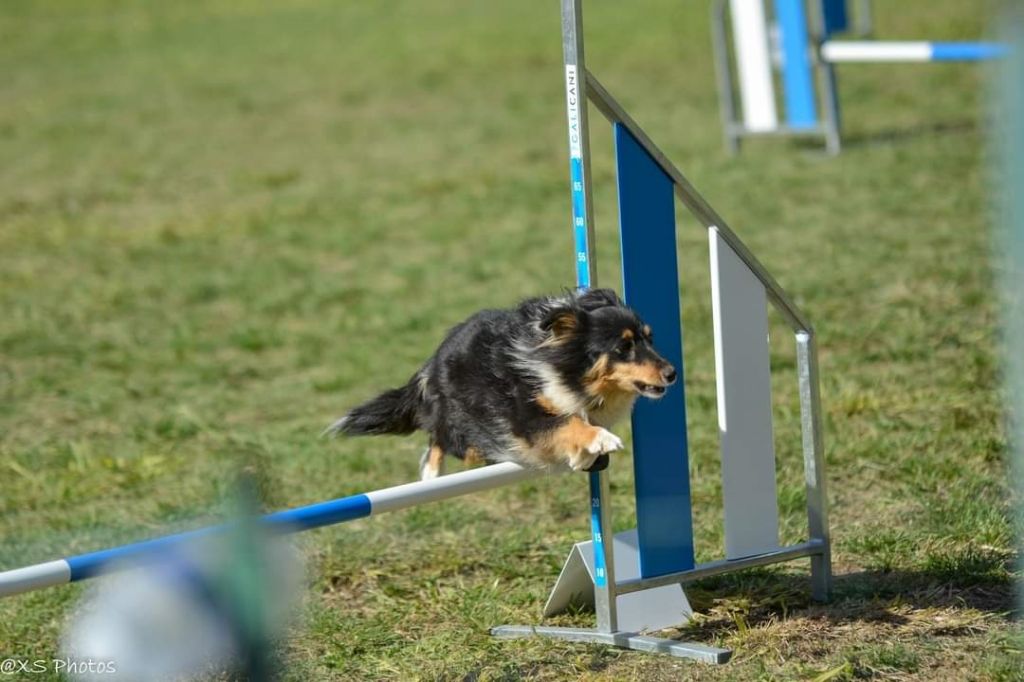 des Crocs de Provence - Concours d'agility d'A.F.A.