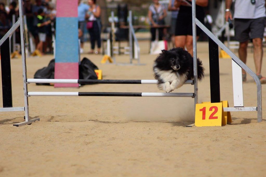 des Crocs de Provence - Concours d'agility de Robion