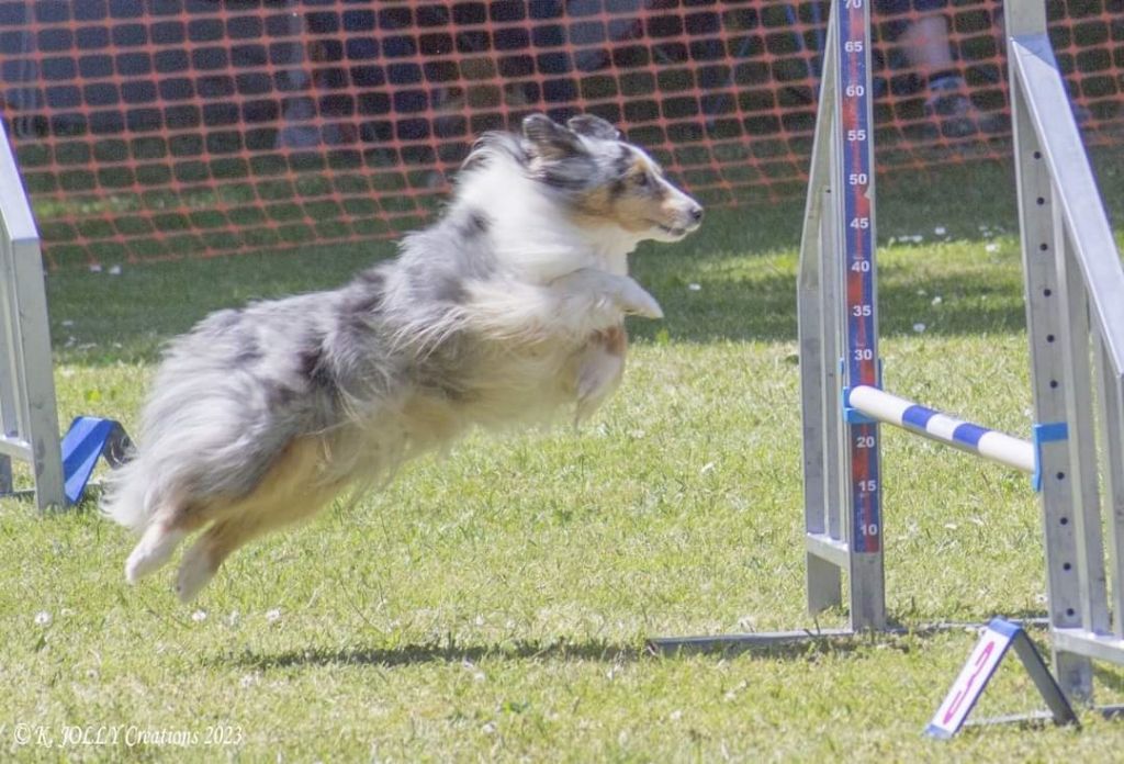 des Crocs de Provence - Maenerys au Championnat de France d'agility des Bergers des Shetland