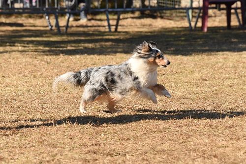 des Crocs de Provence - Concours d'agility de Tarascon