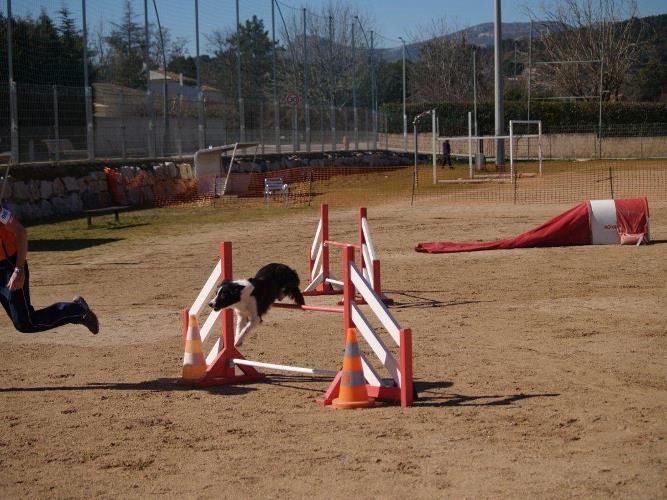 des Crocs de Provence - Concours d'agility des Cadéou