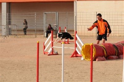 des Crocs de Provence - Concours d'agility des Cadéou