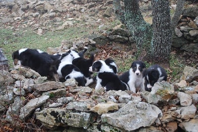 des Crocs de Provence - Les chiots ont 6 semaines