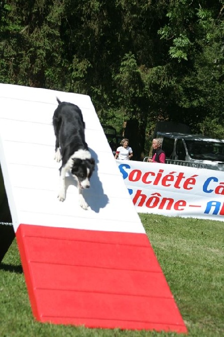 des Crocs de Provence - Concours d'agility de Saint Michel Chef Chef