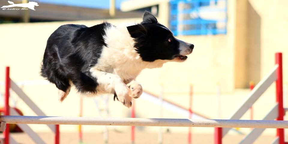 des Crocs de Provence - Concours d'agility de Tarascon