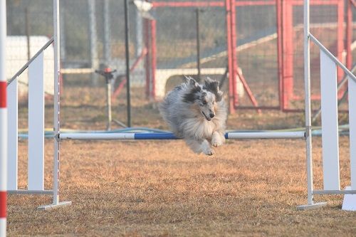 des Crocs de Provence - Concours d'agility de Saint Martin de Crau