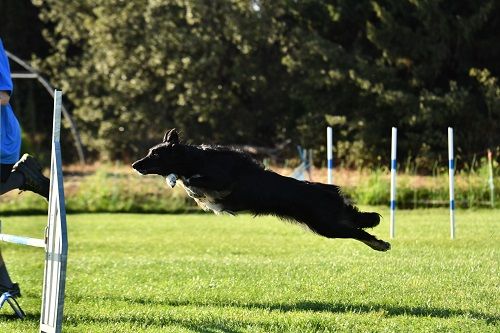 des Crocs de Provence - Concours d'agility d'Abos