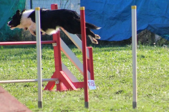 des Crocs de Provence - Concours d'agility de Mouriès