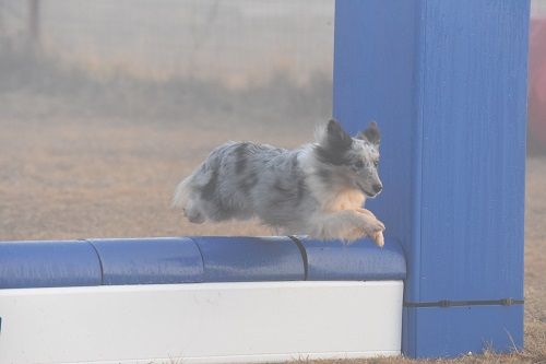 des Crocs de Provence - Concours d'agility de Saint Martin de Crau