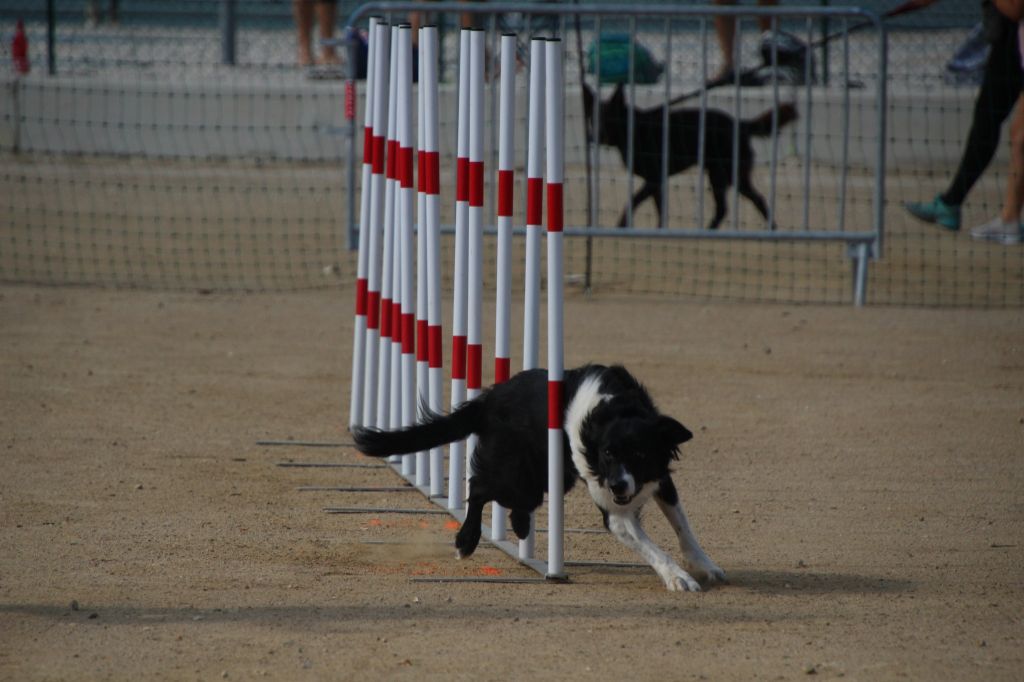 des Crocs de Provence - Concours d'agility de Roquebrune Cap Martin